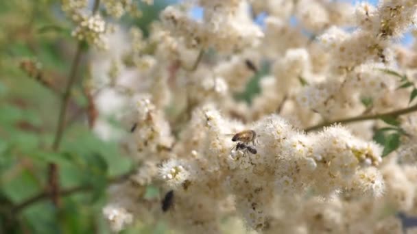 Bijen nectar verzamelen en bestuiven bloemen op een boomtak. Close-up. Slow-motion. Lente tuin bloemen op bomen, toppen bloeien. insecten verzamelen nectar uit blooming gele bloemen op een tak. — Stockvideo