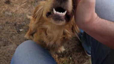 mutlu evcil hayvan. köpek sahibi ile oynuyor. komik köpek gülümsüyor ve dil gösterir. takım çalışması hayvan ve insan. köpek kamera lensi içine burnunu dürttü, sahibi köpeklerin el okşadı. meraklı köpek çalış.