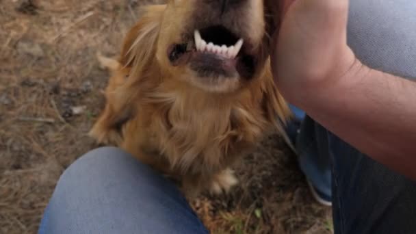 Gelukkig huisdier. hond speelt met de eigenaar. grappige hond glimlacht en toont tong. teamwork dier en mens. hond geplooid zijn neus in camera lens, eigenaar streelt honden hand. nieuwsgierige hond speelt. — Stockvideo