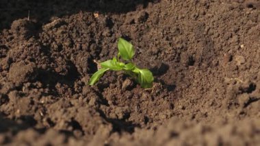 çiftçi eli genç bir yeşil Sprout sulama olduğunu. bahçıvan bir fidan ve içecekler su tatlı biber büyür. Doğal kaynakların korunması. el Yeşil fide su dökün. Close