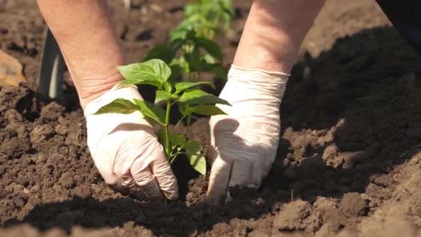 Κηπουρός φυτεύει ένα βλαστό στο έδαφος. Πράσινο βλαστάρι φυτευμένο στο έδαφος με χέρια σε γάντια. Γκρο πλαν. καλλιέργεια του αγρότη της τομάτας. Οι σποροσπορά φυτεύονται στη φυτεία την άνοιξη. — Αρχείο Βίντεο