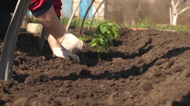 トマト農家の栽培。トマトの苗は春にプランテーションに植えられています。手袋に手で地面に植えられた緑の芽。クローズ アップ. — ストック動画
