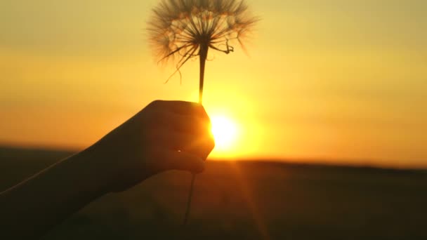 日の出時に男の手にタンポポの花を咲かせます。クローズ アップ。美しい夕日を背景にフィールドにタンポポ。太陽の下でふわふわタンポポ. — ストック動画