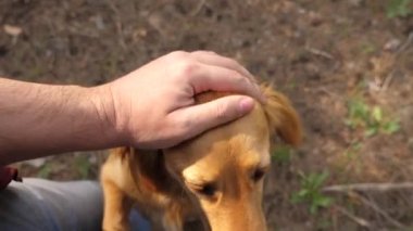 Damızlık sevgili köpeğini okşayan. Evcil hayvanıyla yürü. Sahibi ile mutlu köpek. Bir adam, dilini dışarı çıkmış bir köpeği okşıyor. Bir köpekle oynuyor. Takım çalışması hayvanlar ve insanlar.