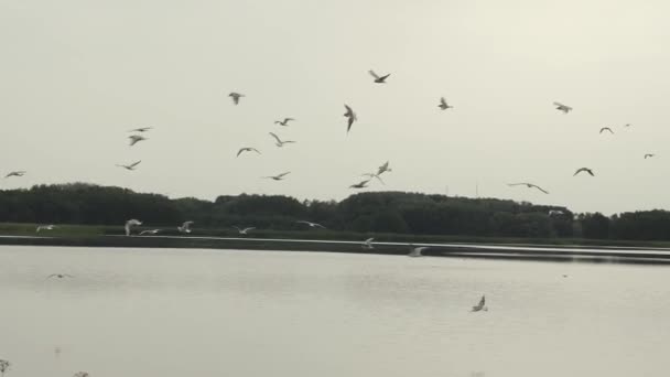 Troupeau de mouettes survolant le lac. Les oiseaux volent au-dessus de l'eau. Mouvement lent . — Video