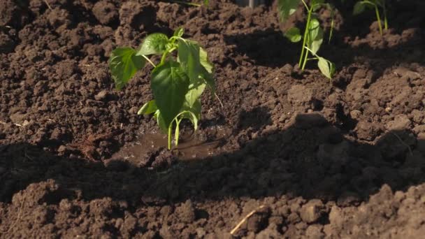 De boeren hand drenken een jonge groene Sprout. tuinman groeit zoete peper uit een Sapling en drinkt water. Instandhouding van natuurlijke hulpbronnen. landbouw concept. Close-up — Stockvideo