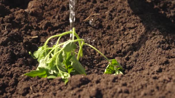 Boer drenkt een uitgebloeide groene Sprout. Slow Motion. tuinman verbouwt tomaten uit zaailingen en drinkt water. Instandhouding van natuurlijke hulpbronnen. landbouw concept. waterplanten. Close-up. — Stockvideo