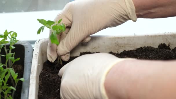 Tumbuh transplantasi di rumah kaca oleh petani. tumbuh hijau ditanam di tanah di rumah kaca tangan wanita dalam sarung tangan. close-up . — Stok Video