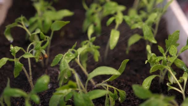 Plántulas en crecimiento en el invernadero. salpicaduras de agua vuelan a los brotes verdes. En cámara lenta. plántulas en el invernadero regando al jardinero. concepto de agricultura . — Vídeo de stock