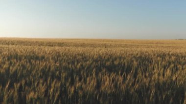 Yaz aylarında tahıl hasat olgunlaştırır. mavi gökyüzüne karşı olgunlaşma buğday alanı. Tahıl ile buğday spikelets rüzgar sallar. Tarımsal iş konsepti. çevre dostu buğday