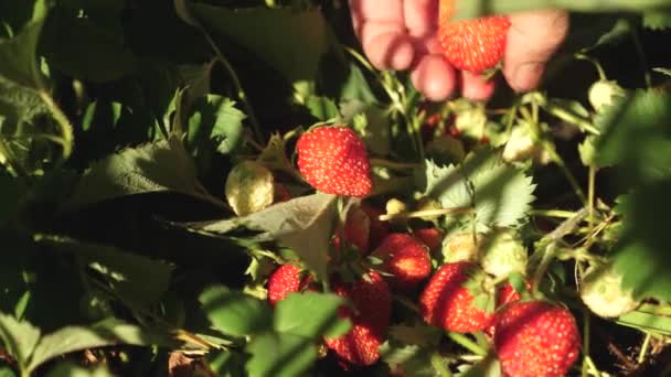 Фермер собирает спелую ягоду. Садовники рука показывает клубнику летом в саду. Мужская рука показывает красную клубнику на кустах . — стоковое видео