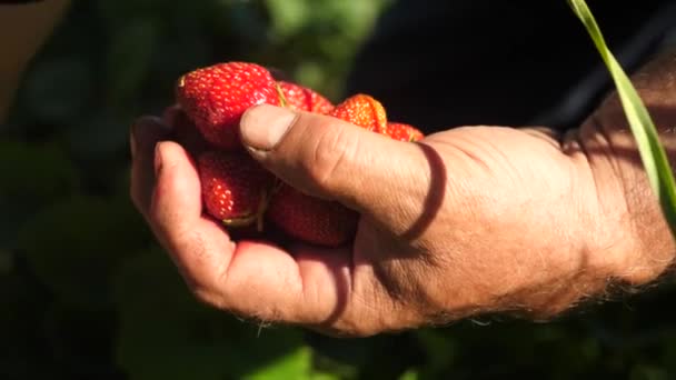 一个人的手从灌木丛中取出一个红色的草莓, 放在他的手掌里。农民收获成熟的浆果。园丁手收集草莓在夏天在花园里。美味的草莓甜点 — 图库视频影像