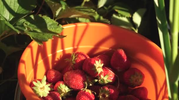 Mano raccoglie una fragola rossa da un cespuglio e la mette in un secchio. un agricoltore raccoglie una bacca matura. la mano di giardinieri raccoglie fragole nell'estate in giardino. delizioso dessert alla fragola — Video Stock