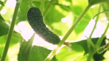 açık alanda yetiştirilen taze salatalık. salatalık tarlası. Salatalık çiçekli bir çalı üzerinde büyür. Seralarda salatalık yetiştirmek. Bahçe iş. çiçeklenme salatalık. ekolojik olarak temiz.