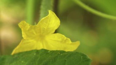 sarı çiçek salatalık çiçek Bush. açık alanda yetiştirilen salatalık çiçeklenme. Plantation salatalık. Seralarda salatalık büyüyen. Bahçe iş. çiçek açan salatalık.