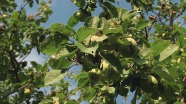 çevre dostu elma. Ağaçta yeşil elma var. güzel elma güneşin ışınları bir şube üzerinde olgunlaşması. Tarımsal iş. Ağaçtaki elmalar.