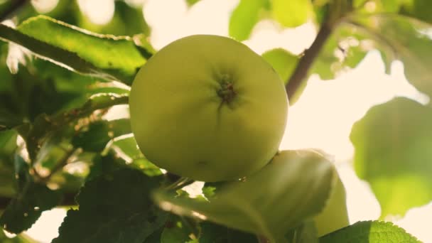 Manzanas verdes en el árbol. Primer plano. hermosas manzanas maduran en una rama en los rayos del sol. negocio agrícola. fruta orgánica. Manzanas en el árbol . — Vídeo de stock