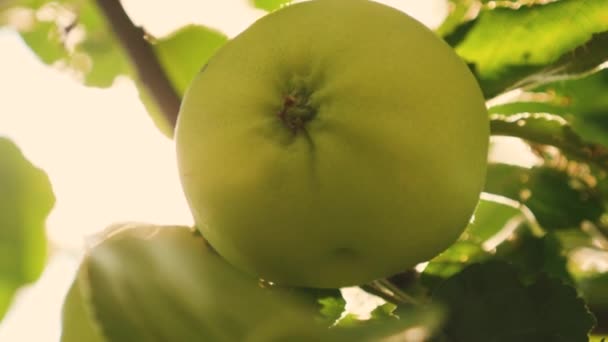 Zöld alma a fán. Közeli. Alma a fán. gyönyörű almát érik egy ág a napsugarak. mezőgazdasági tevékenység. biogyümölcs. — Stock videók