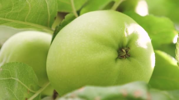 Zöld alma a fán. Közeli. Alma a fán. gyönyörű almát érik egy ág a napsugarak. mezőgazdasági tevékenység. biogyümölcs. — Stock videók