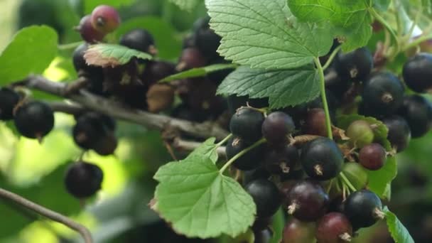 Baya grande de grosella dulce. Cosecha grosellas negras. Baya sabrosa en la rama. negocio del jardín. Primer plano. grosellas jugosas maduras negras en el jardín . — Vídeo de stock