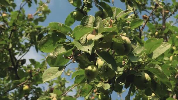 Mele ecologiche. Mele verdi sull'albero. belle mele maturano su un ramo sotto i raggi del sole. attività agricola. Mele sull'albero . — Video Stock