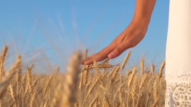 Екологічно чистий урожай пшениці. дівчина в білій сукні йде на поле стиглої пшениці, руки дівчини торкаються зрілих вух пшениці, повільний рух. крупним планом. концепція аграрного бізнесу . — стокове відео