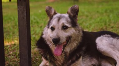 Çoban köpeği yaz parkında dinleniyor. Güzel köpek sokakta yürüyor. kameraya bakan iyi köpek.