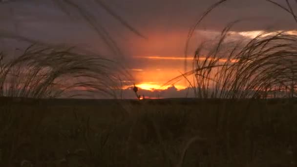 Mooie timelapse van de ondergaande zon over het veld. verre regen wolken en kleurrijke zonsondergang wolken in een blauwe lucht over de dorre, open grasvlakte. veld gras in stralen van zonsondergang — Stockvideo