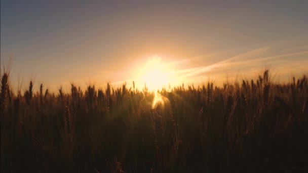 Gold wheat in the glare and rays of sunset. — Stock Video