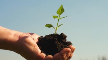 tatlı biber fidanı yakın çekim. çiftçinin elinde genç filiz. bahçıvanlar elleri gökyüzüne karşı avuçiçlerinde yeşil bir fidan tutun. çevre dostu filiz. ekolojik olarak temiz gezegen