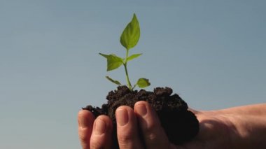 Çiftçi elleri gökyüzüne karşı kendi avuç içinde yeşil fide tutun. tatlı biber fidanı yakın çekim. çevre dostu Sprout. ekolojik olarak temiz bir gezegen. bahçers elinde genç filiz