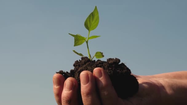 Mãos agricultoras segurar uma planta cultivada de sementes verde em suas palmas contra o céu. pimenta doce brotando close-up. broto ambientalmente amigável. planeta ecologicamente limpo. broto jovem nas mãos dos jardineiros — Vídeo de Stock