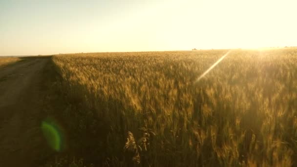A colheita de grãos amadurece no verão. grande campo de trigo maduro e uma estrada rural. Spikelets de trigo com grãos agita o vento.O conceito de negócio agrícola. trigo orgânico — Vídeo de Stock