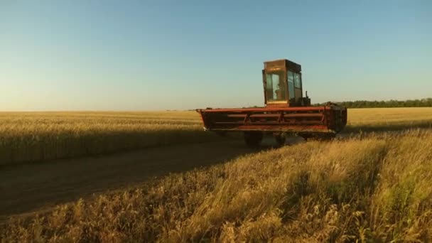 Combine harvester goes on the way to harvest wheat. old tract. Wheat field. a farmer rides an old combine to work. agriculture concept. agricultural business. — Stock Video