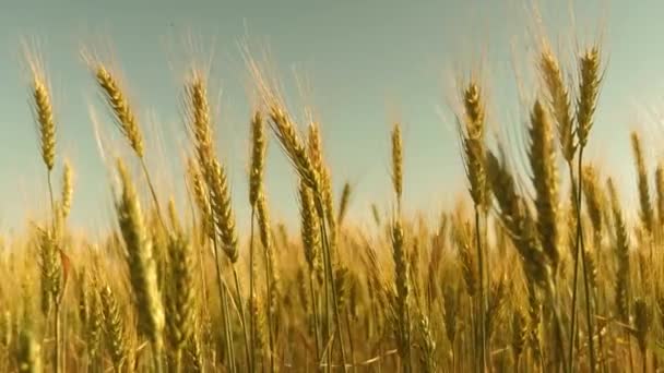Campo de trigo maduro contra el cielo azul. Espiguillas de trigo con grano sacude el viento. cosecha de grano madura en verano. concepto de negocio agrícola. trigo respetuoso del medio ambiente — Vídeos de Stock