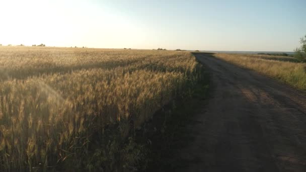 Урожай зерна созревает летом. большое поле спелой пшеницы и сельская дорога. Колючки пшеницы с зерном трясут ветер. Концепция сельскохозяйственного бизнеса. органическая пшеница — стоковое видео