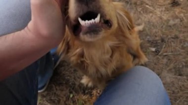 mutlu evcil hayvan. köpek sahibi ile oynuyor. komik köpek gülümsüyor ve dil gösterir. takım çalışması hayvan ve insan. köpek kamera lensi içine burnunu dürttü, sahibi köpeklerin el okşadı. meraklı köpek çalış.