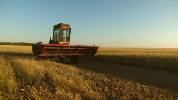 Combinar cosechadora va en el camino a la cosecha de trigo. viejo tracto. Campo de trigo. un granjero monta una vieja cosechadora para trabajar. concepto de agricultura. las empresas agrícolas . — Vídeos de Stock