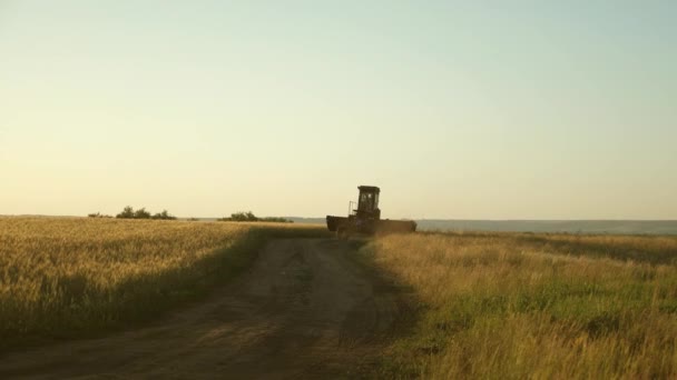 古い道。農家は仕事に古い組み合わせに乗る。コンバイン収穫機は、小麦を収穫する途中に行きます。小麦畑農業の概念。農業ビジネス. — ストック動画