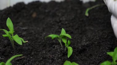 sera çiftçifilik ve fide seçimi. Bahçıvanların avuçlarında domates fidesi. Yeşil bir fidan eldivenli elleri ile bir sera da toprağa dikilir. Close.