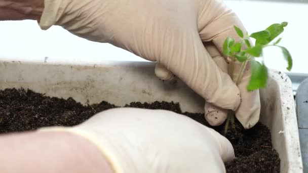 Growing transplant in a greenhouse by farmer. green sprout planted in ground in greenhouse of womens hands in gloves. close-up. — Stock Video