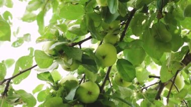 Yeşil elma ağacı üzerinde. organik meyve. güzel elma güneş ışınlarının bir şube olarak olgunlaşır. tarıma dayalı işletme. Elma ağacı üzerinde.