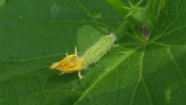 Kvetoucí okurka. okurka roste na kvetoucí keř. čerstvé okurky v otevřeném poli. plantáž okurek. Pěstování okurek ve skleníku. zahradní práce. ekologicky čisté. — Stock video