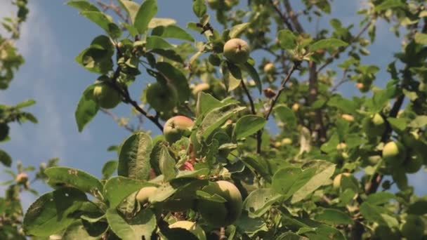 Όμορφα μήλα ωριμάζουν πάνω στο δέντρο κατά τον καταγάλανο ουρανό. Πράσινα μήλα στον κλάδο. βιολογικά φρούτα. γεωργική επιχείρηση. Τα μήλα στο δέντρο. — Αρχείο Βίντεο