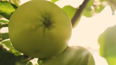 Ağaçta yeşil elma var. Close. güzel elma güneşin ışınları bir şube üzerinde olgunlaşması. Tarımsal iş. organik meyve. Ağaçtaki elmalar.