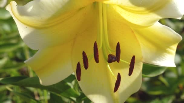 Желтая садовая лилия цветет летом в саду. крупным планом. Цветочный бизнес. Прекрасные весенние цветы в клумбе. поршни и тычинки качаются в цветочном бутоне — стоковое видео
