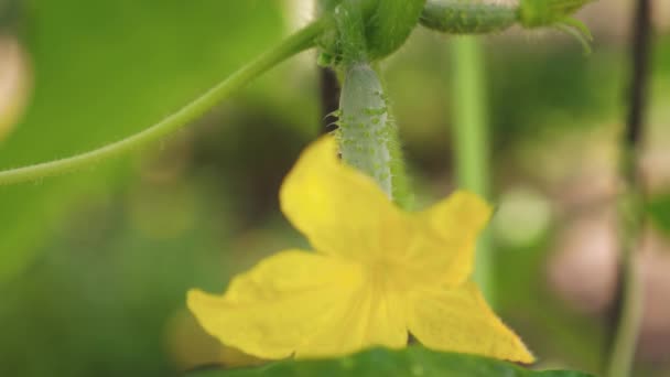 Yellow flowers of cucumbers bloom on the bush. flowering cucumbers grown in open ground. plantation of cucumbers. Growing cucumbers in greenhouses. garden business. blooming cucumber. — Stock Video