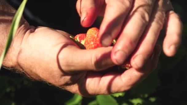 A mans hand tar en röd jordgubbe från en buske och sätter det i hans handflata. en bonde skördar en mogna bär. trädgårdsmästare hand samlar in jordgubbar på sommaren i trädgården. läckra jordgubbs efterrätt — Stockvideo