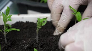 sera çiftçifilik ve fide seçimi. Bahçıvanların avuçlarında domates fidesi. Yeşil bir fidan eldivenli elleri ile bir sera da toprağa dikilir. Close.