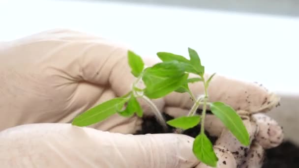 Young girl holds out handful of soil with little green plant. Concept and symbol of growth, care, sustainability, protecting the earth, ecology and green environment. Caucasian teen girl hands — Stock Video